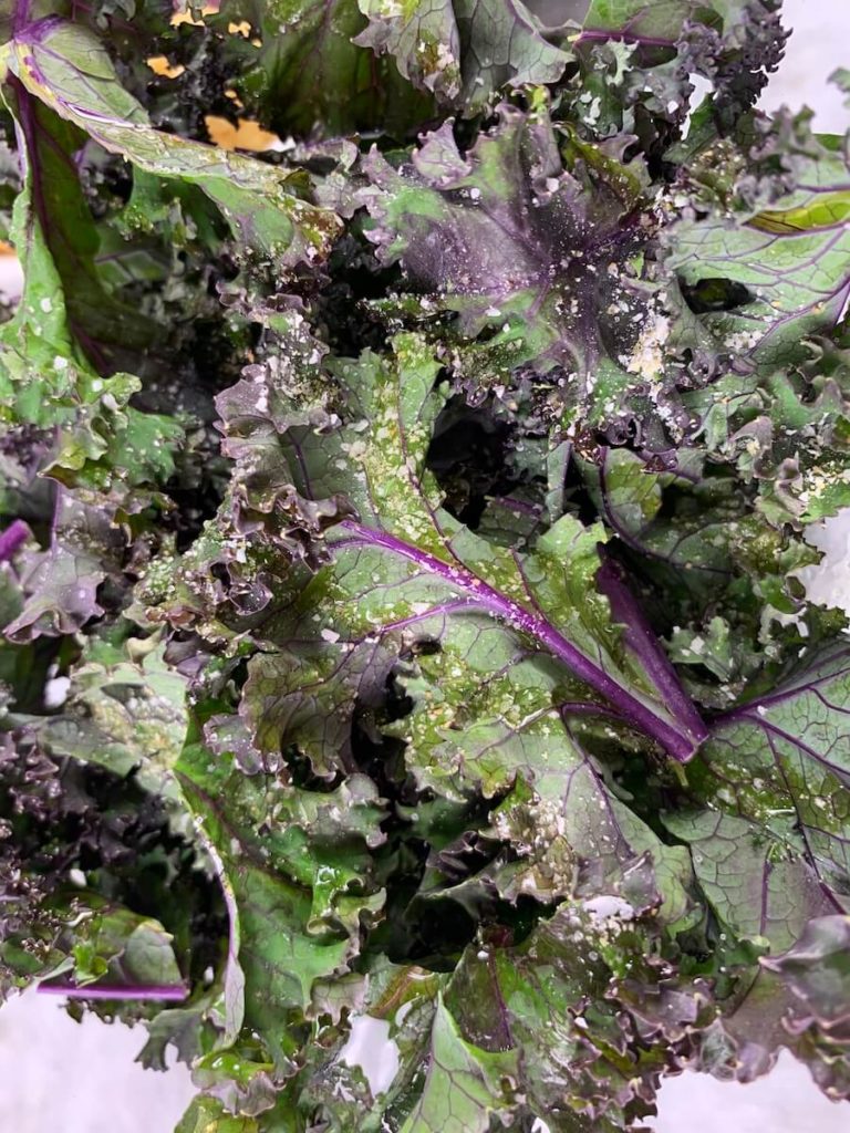 Close up of the coated kale ready to be roasted for a veggie tray.